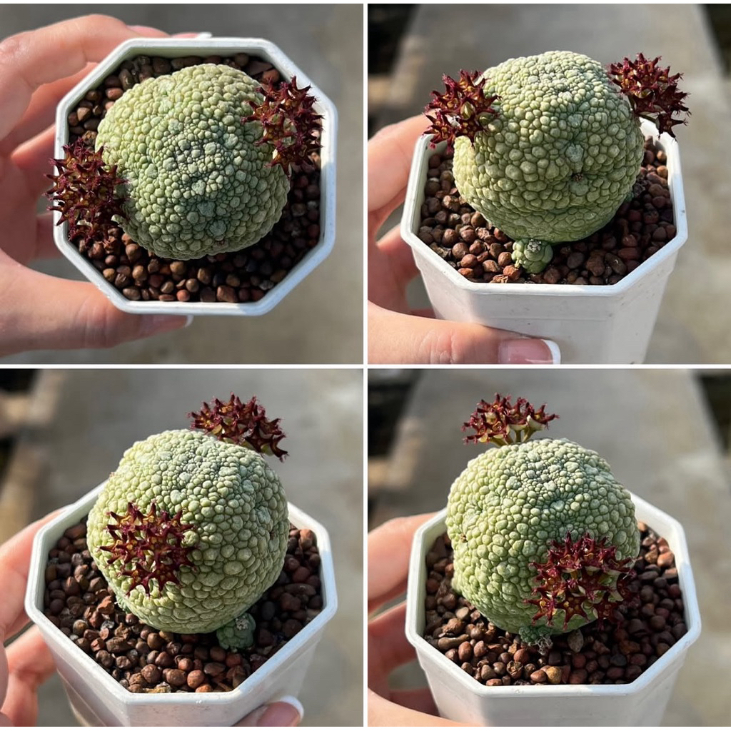 Pseudolithos: คางคกแคคตัส แคคตัส กระบองเพชร