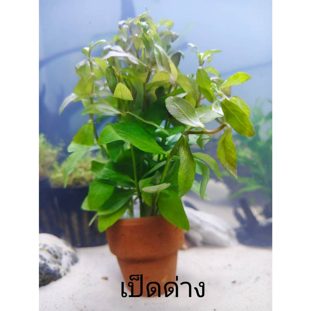 เป็ดด่าง ไม้น้ำ แต่งตู้ปลา หรือ อ่างบัว ปลูกง่าย เขียวสด โตเร็ว ใส่กระถางดินเผาสีส้ม พร้อมปลูก