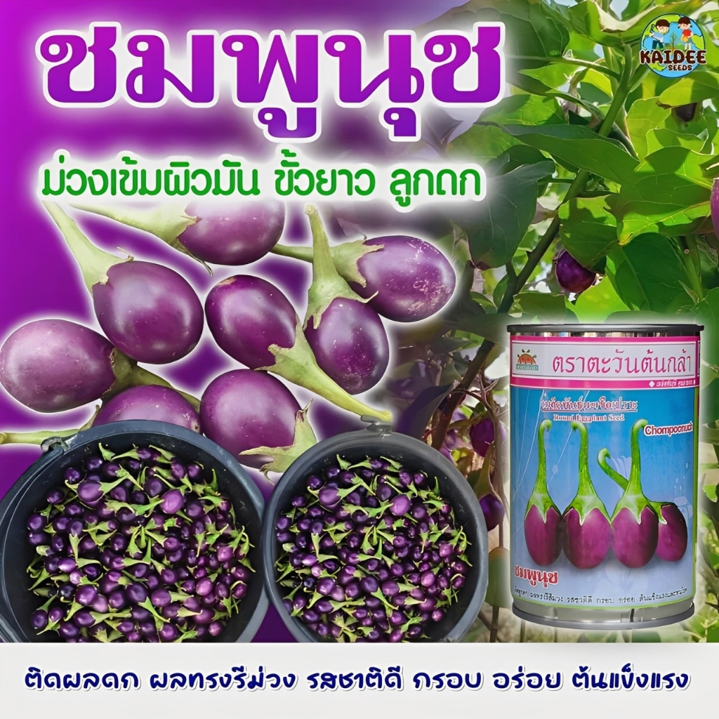 เมล็ดมะเขือเปราะ ชมพูนุช ตราตะวันต้นกล้า ขนาด10กรัม เมล็ดมะเขือไข่เต่าม่วง เมล็ดพันธุ์ผัก