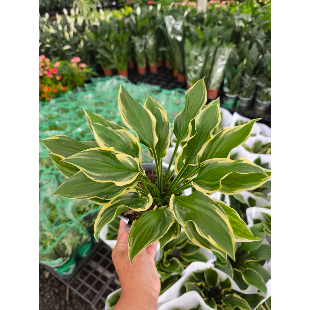 #Hosta #ต้นฮอสต้า เป็นพืชประดับใบด่าง  มีหน่อสามารถรับประทานได้ เลี้ยงง่ายและเจริญเติบโตได้ดีในไทยค่