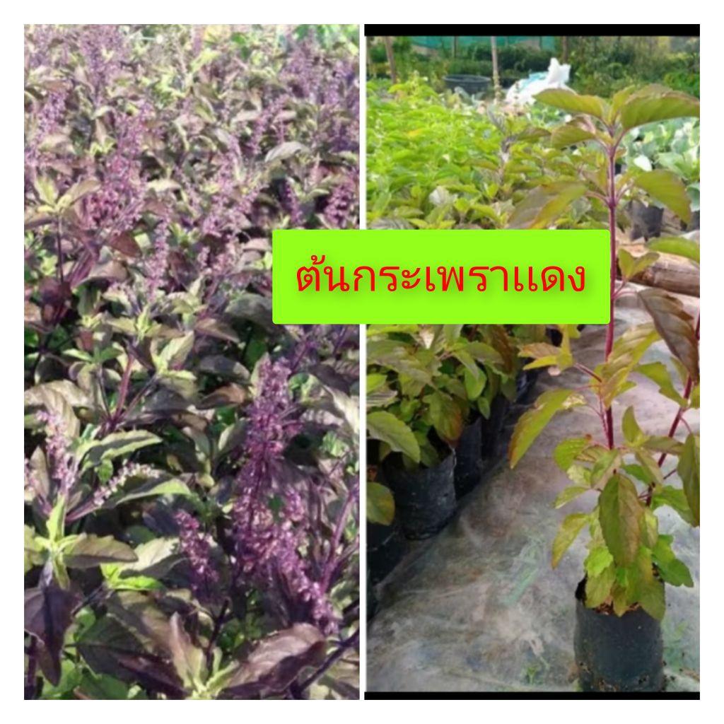 กระเพราแดงโบราณมีกลิ่นหอม