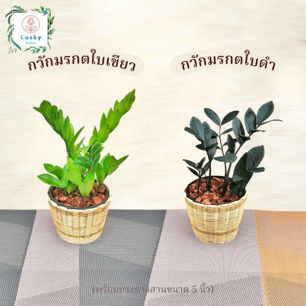 🎋กวักมรกตใบเขียว/ใบดำ ต้นไม้มงคล ช่วยฟอกอากาศ ดูดสารพิษ พร้อมกระถางสานไม้ไผ่ ขนาด 5 นิ้ว