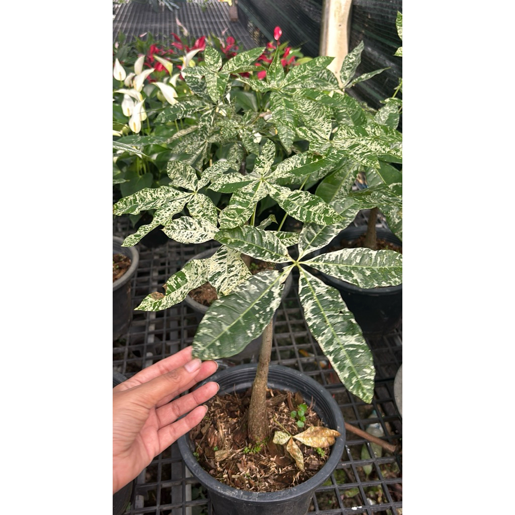ศุภโชคด่าง  Money tree หรือ Pachira aquaticaต้นศุภโชคด่าง (Pachira aquatica variegated)