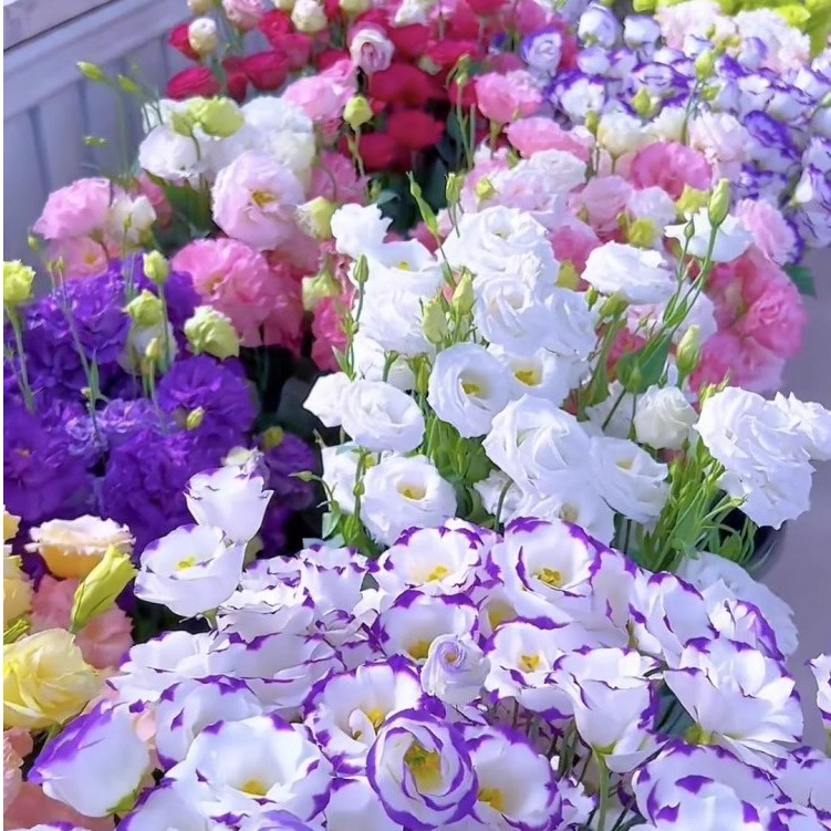 600 เมล็ด ปลูกง่าย อัตราการงอกสูง Eustoma Grandiflorum Flower Seeds