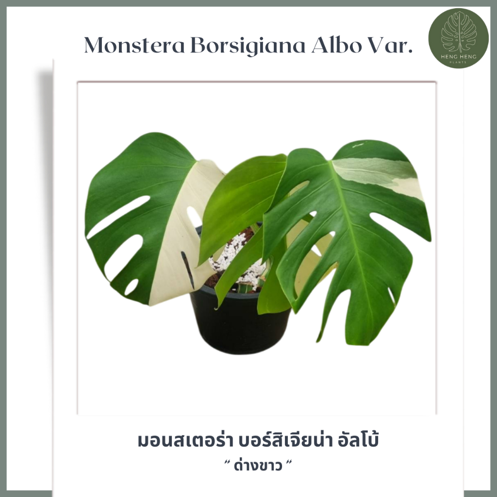 🔥 Monstera Bosigiana Albo Var. /// มอนสเตอร่า บอร์สิเจียน่า อัลโบ้ /// ด่างขาว 🔥