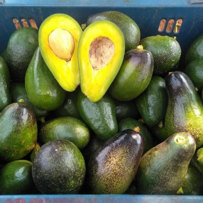 อะโวคาโด้ ตองจี ของพม่า **ขายเป็นกิโล 2-4 ลูกต่อโล **เหนียวมันอร่อยสุดๆ 🥑