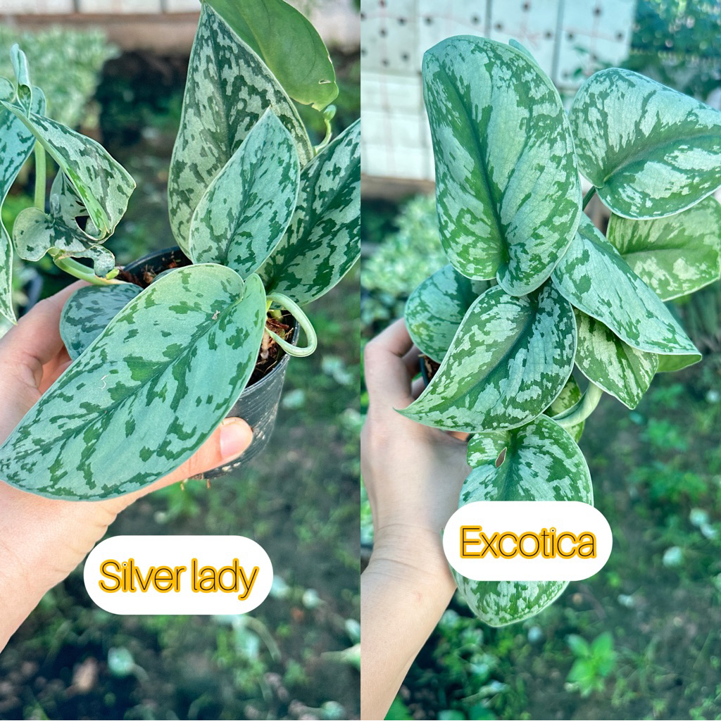 พลูหัวใจแนบ พลูแนบอุระมี2แบบให้เลือก  silver lady และ exotica กระถาง3นิ้ว พิจารณาดีๆก่อนเลือกนะคะ