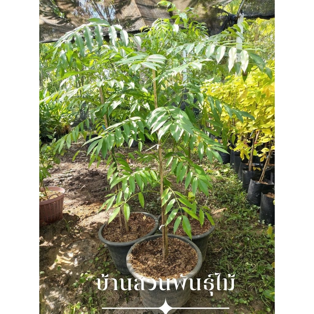 ต้นมะกอกฝรั่ง ต้นเตี้ย ต้นเพาะเมล็ด สูง 120-140 ซม. ต้นติดดอก กระถาง 12 นิ้ว ราคา ถูกที่สุด ดีลบีเคเค