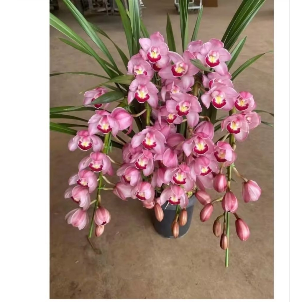 กล้วยไม้ซิมบิเดียมสีชมพู 1 ต้นหุ้มขุย 💐นำไปปลูกลงในกระถางเอง💐กล้วยไม้หายาก ดอกสวยเป็นพวง😍
