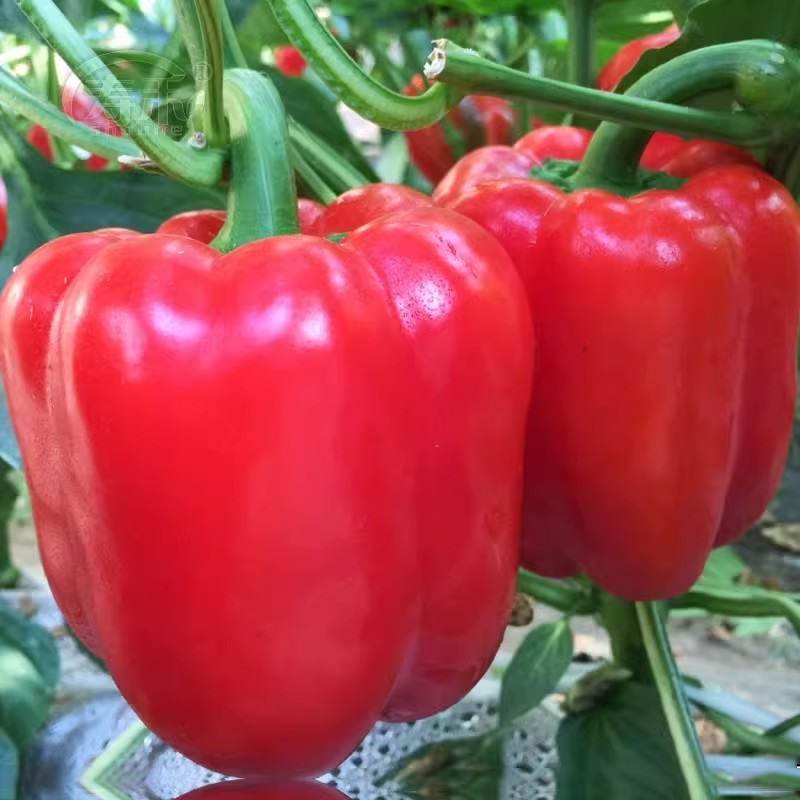 ผลผลิตสูง 100เมล็ด/ซอง พริกหยวกหวาน พริก Sweet Pepper Seeds Mix Sweet Bell Pepper Seeds Vegetables Seeds ปลูกง่าย