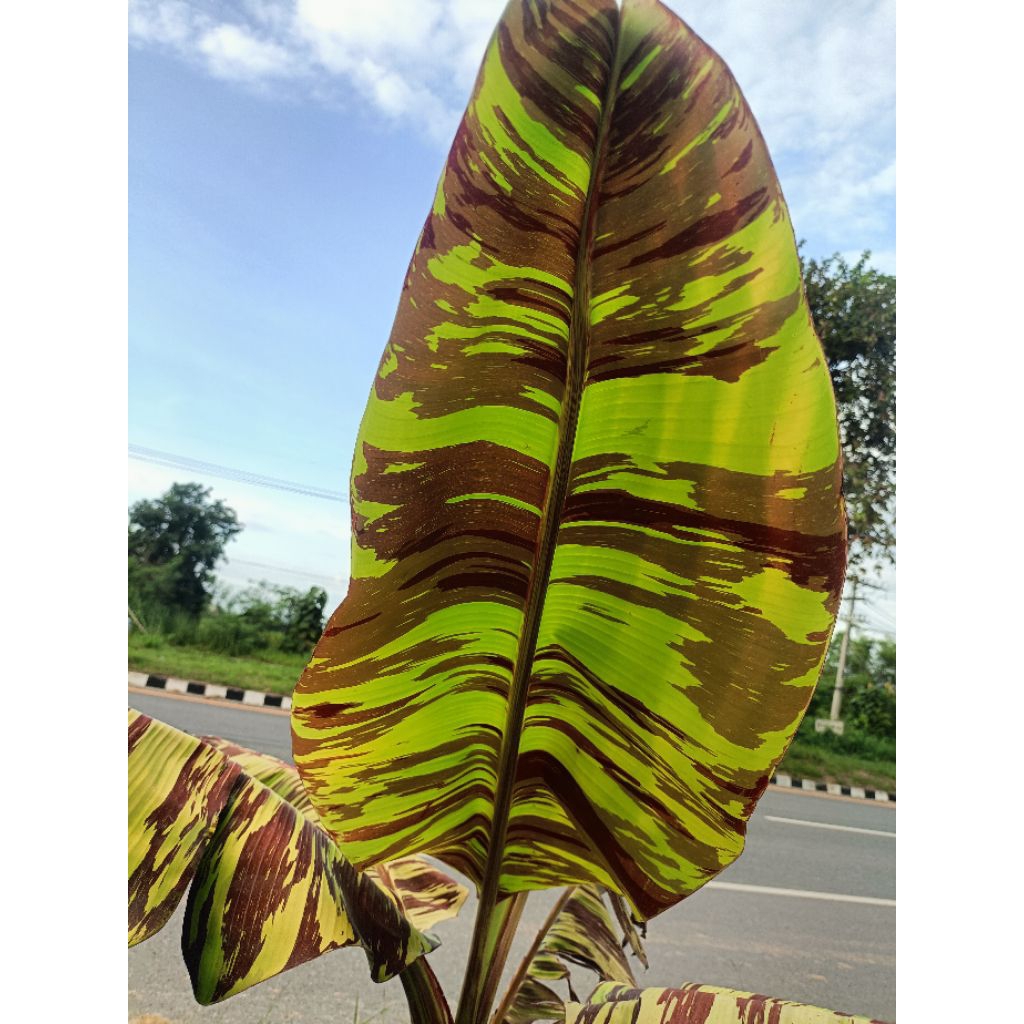 กล้วย FB flower banana