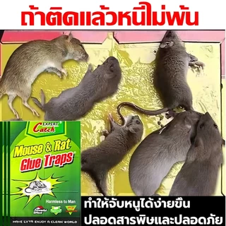 🐭รุ่นหนาขึ้นอัพเกรด🐭 กาวดักหนู กับดักหนู กําจัดหนู อุปกรณ์กำจัดหนูมืออาชีพยี่ห้อเก่ากว่า 30 ปี กกาวนำเข้าจากเยอรมัน