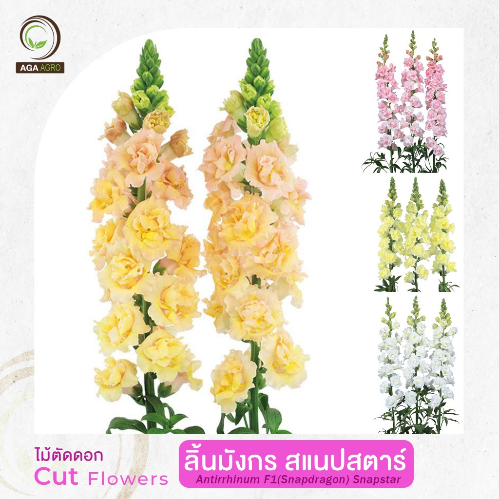 AGA AGRO I "ลิ้นมังกร  สแนปสตาร์" ตัดดอกพันธุ์ใหม่ ดอกกึ่งซ้อนแบบดอกเปิด -100เมล็ด- Antirrhinum Snapstar