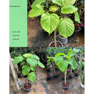 ☘️☘️ไทรอัมเบลล่า หรือไทรใบหัวใจ Ficus umbellata ฟอร์มสวยพร้อมกระถางขาวและถาดรอง ☘️☘️