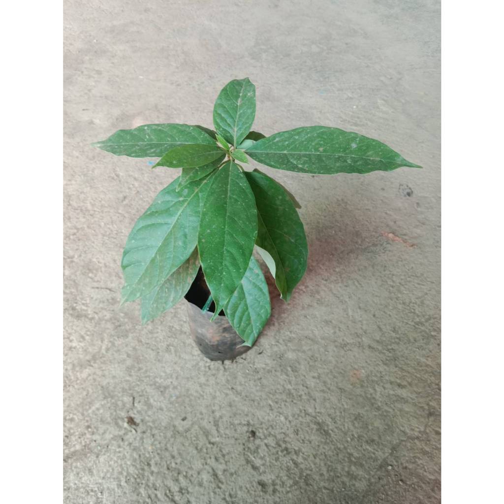 ต้นพันธุ์ อะโวคาโดเอ034   ถุงดำพร้อมปลูก 199  บาท อะโวคาโด A.034 เป็นอะโวคาโดลูกผสมจากเวียดนาม