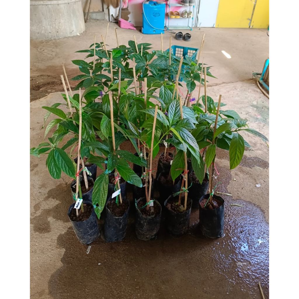 ต้นพันธุ์ อะโวคาโดเอ034   ถุงดำพร้อมปลูก 199  บาท เป็นอะโวคาโดลูกผสมจากเวียดนาม มีลักษณะเด่นคือผลทรง