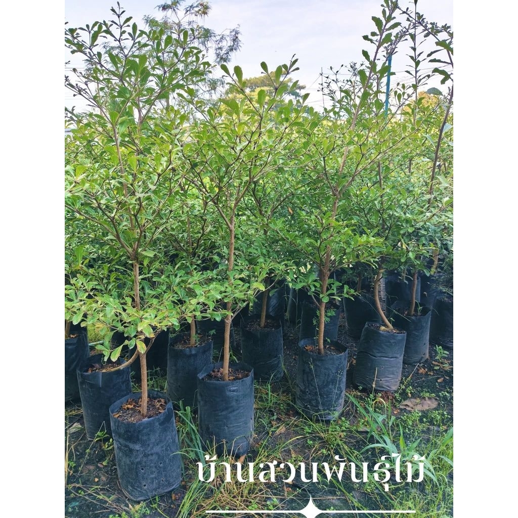 ต้นหูกระจง ต้นเพาะเมล็ด สูง 100-120 ซม.