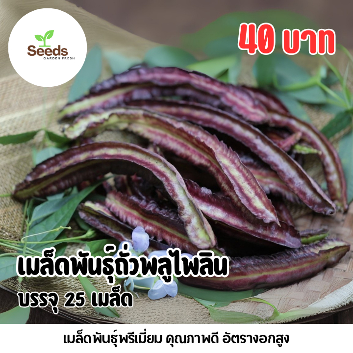 เมล็ดถั่วพลูไพลิน บรรจุ 25 เมล็ด