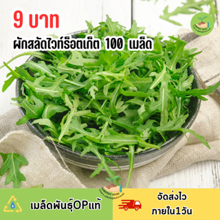 9 บาท ผักสลัดไวท์ร็อคเก็ต 100 เมล็ด
