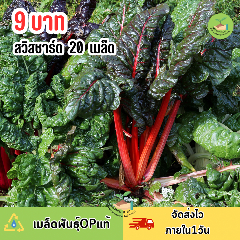 เมล็ดสวิสชาร์ด 20 เมล็ด