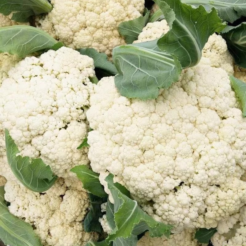 200 เมล็ด กะหล่ำดอก cauliflower seeds for planting พืชผัก รูปที่ 4