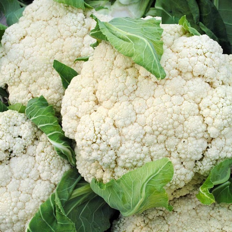 200 เมล็ด กะหล่ำดอก cauliflower seeds for planting พืชผัก รูปที่ 2