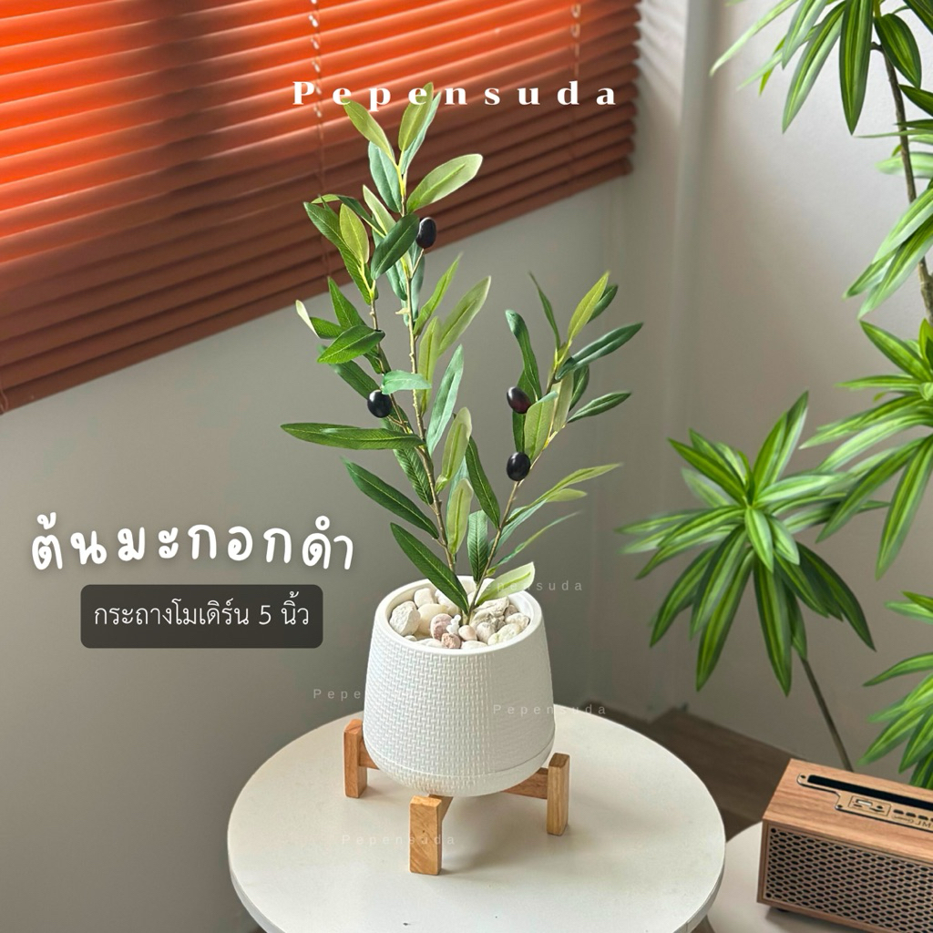 มะกอกโอลีฟ + กระถางมินิมอล 🫒 (OLIVE TREE) สูง 45-50 ซม. ฟรี!!หินตกแต่ง ต้นไม้ปลอมตกแต่งบ้านมินิมอล