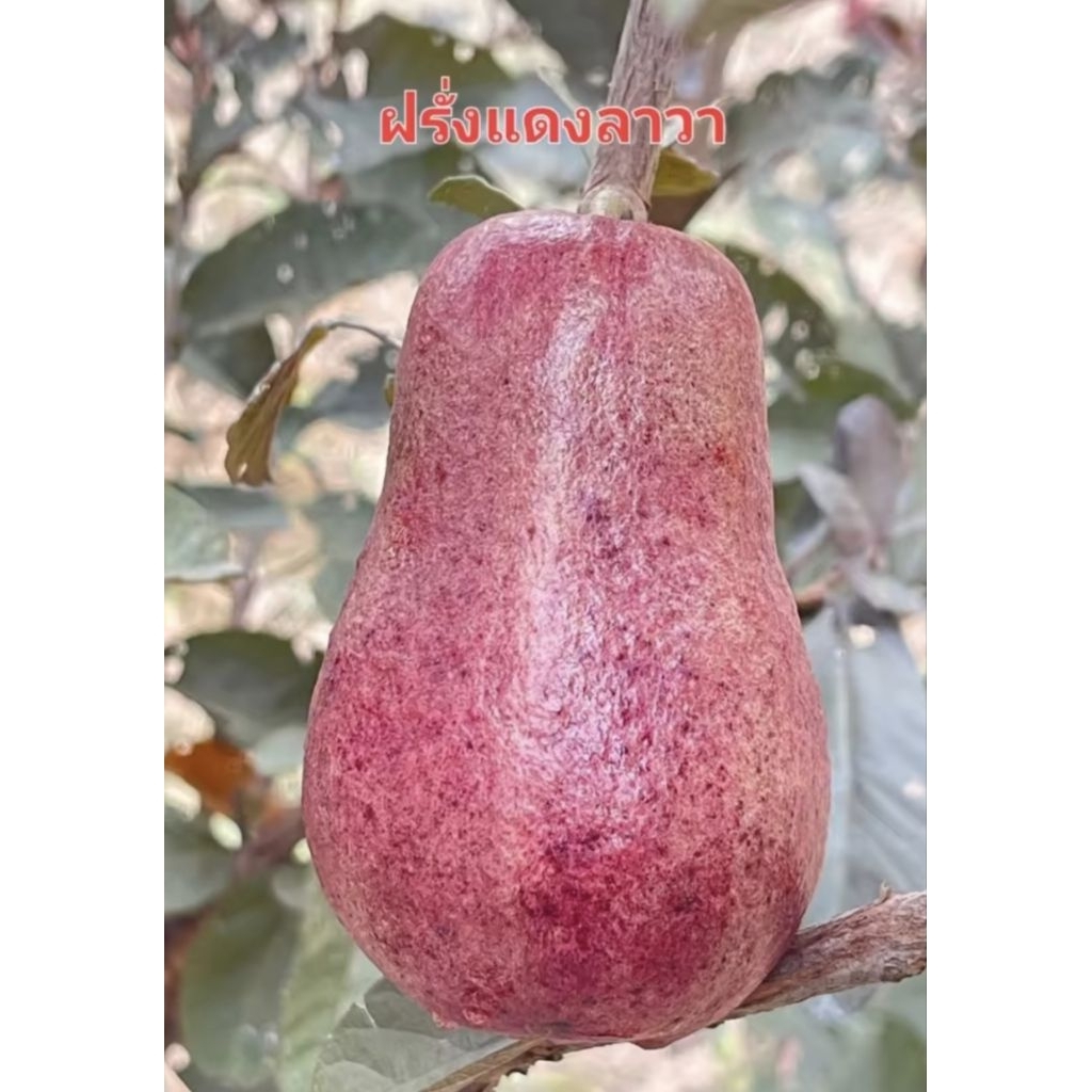 ต้นฝรั่งแดงลาวา เสียบยอด สูง50 ซม. สายพันธุ์แท้มากค่ะ รสชาติหวานอร่อย ผลดกมาก