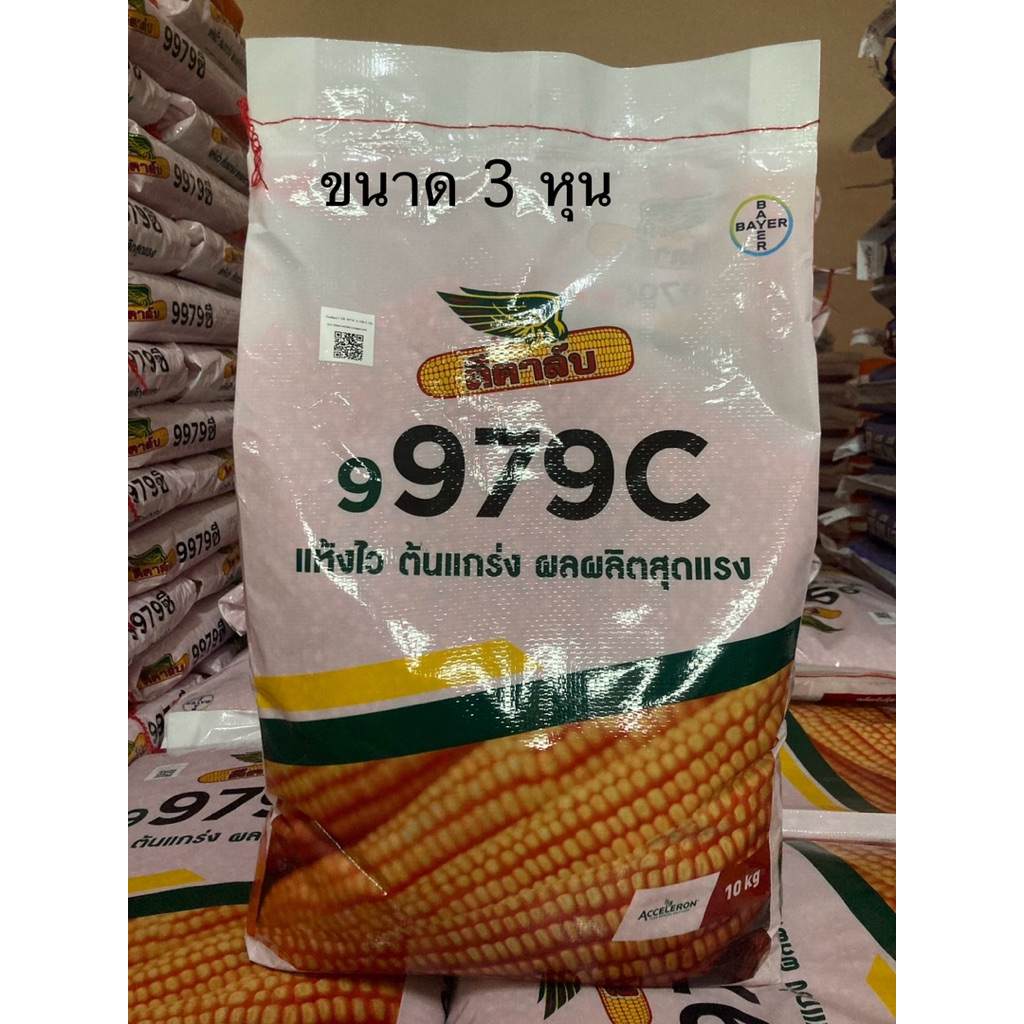 เมล็ดพันธุ์ข้าวโพดดีคาล์บ 9979C ขนาด 10kg อายุเก็บเกี่ยว 105-120 วัน ระบบรากแข็งแรง แห่งไว ความชื้นต