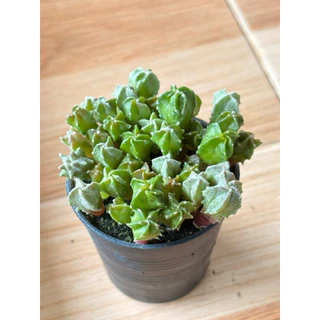 ไม้พอทแคคตัส แอสโตรไฟตั้ม ไมริโอ้ สติ๊กมา (Astrophytum Myriostigma) ในกระถาง 2.5 นิ้ว 🚛ส่งทั้งกระถาง