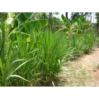 ท่อนพันธุ์หญ้าเนเปียร์ปากช่อง1 20 ท่อน บ้านสวนพร้อมพงศ์