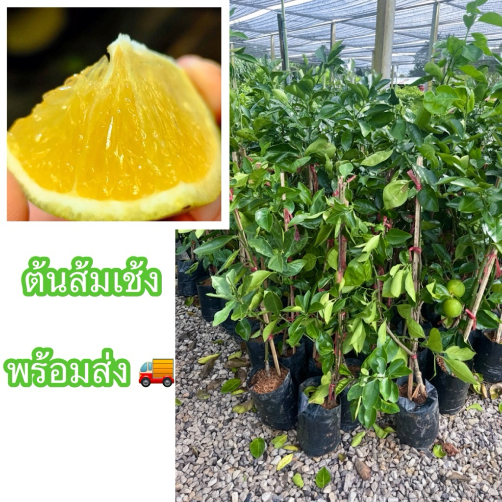 ต้นส้มเช้ง ทาบกิ่ง ต้นใหญ่ขนาด80-90ซม. พร้อมติดผล ต้นสมบูรณ์แข้งแรง ผลมีหวานชื่นใจ ฉ่ำน้ำ ให้ผลดก