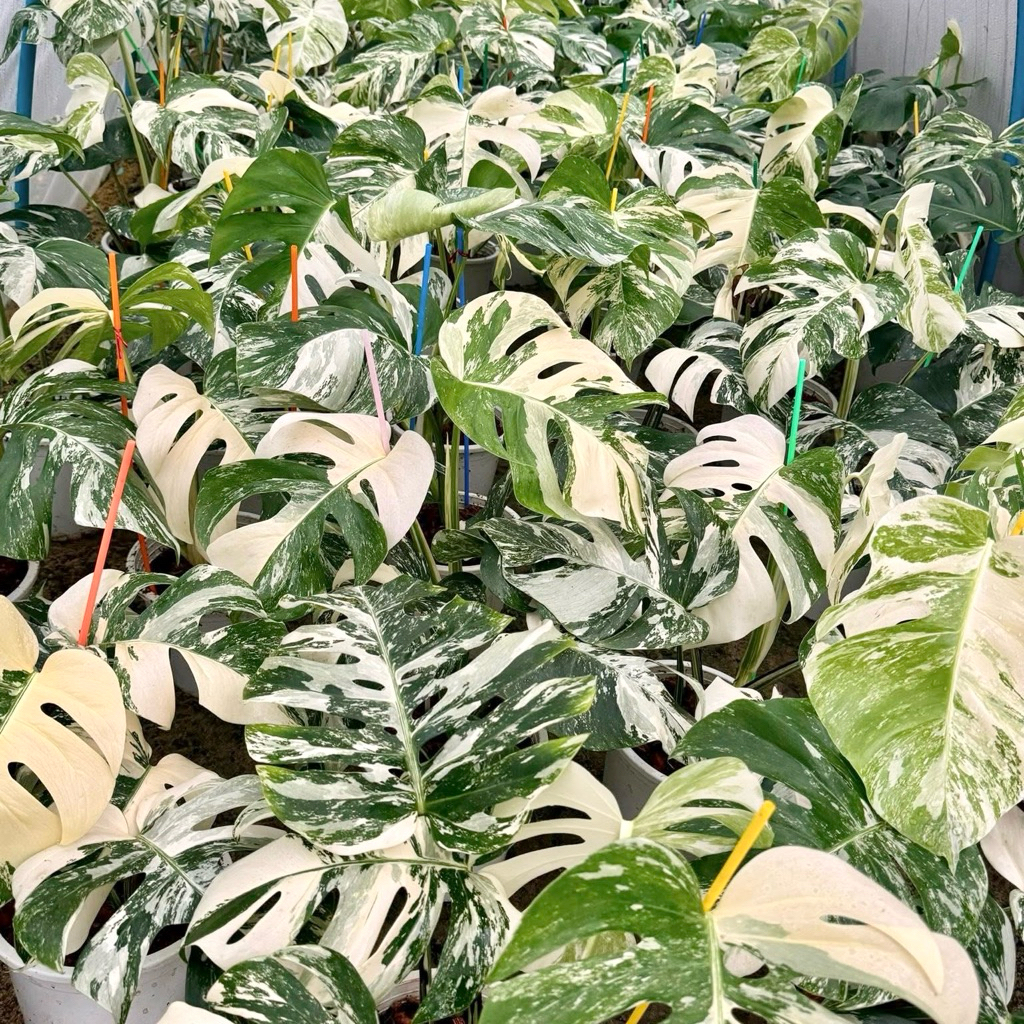 มอนสเตอร่าอัลโบ้ด่าง Monstera borsigiana albo variegated