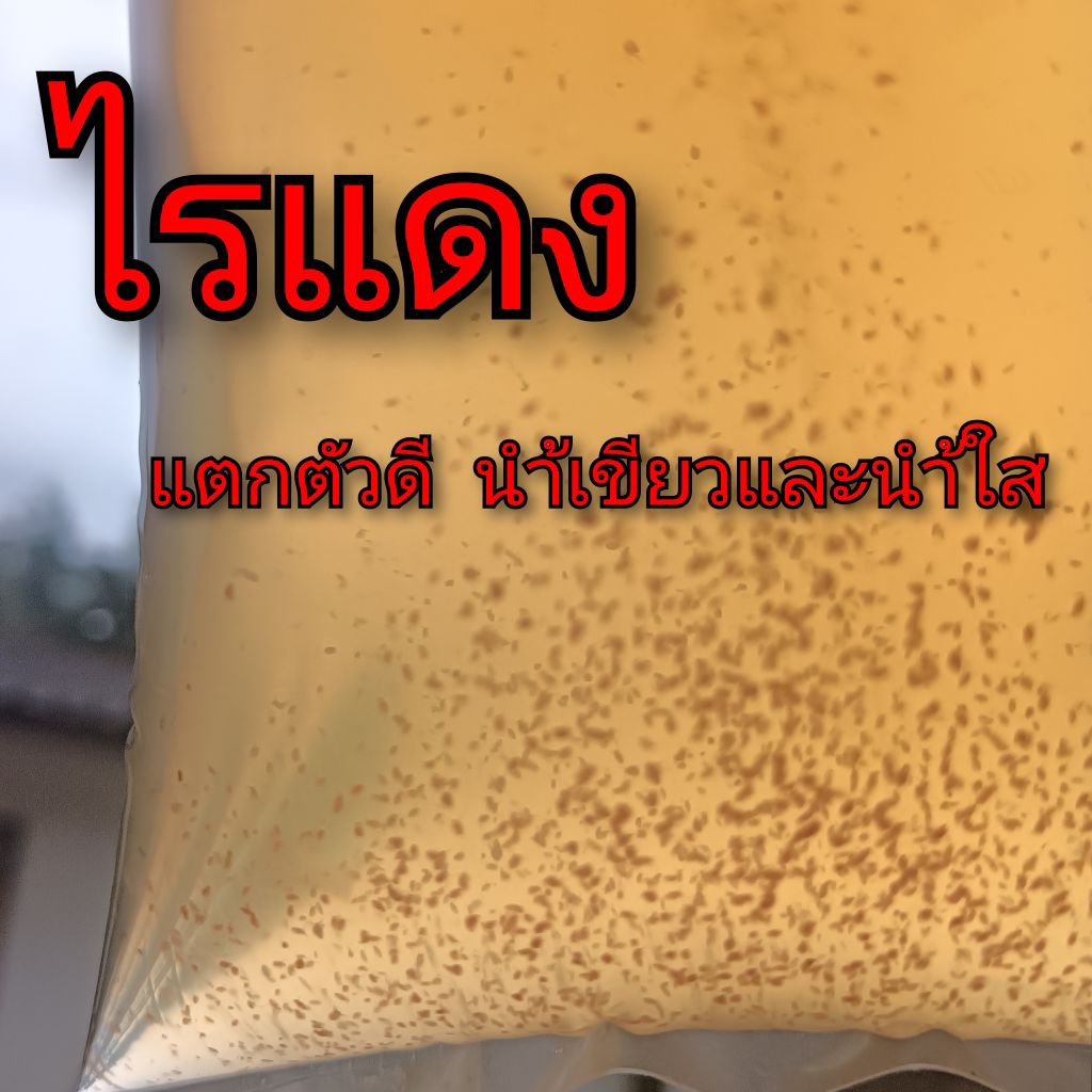 ไรแดง เพาะขยายพันธ์ ได้ทั้งนำ้เขียวและนำ้ใส