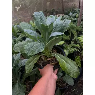 เคล 4 สายพันธุ์ เมล็ดพันธุ์อินทรีย์ออแกนิค Kale เคลใบหยิก โตไว ทนร้อน (ซื้อ 10 แถม 1 คละได้)