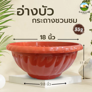 อ่างบัวเลี้ยงปลา กระถางชวนชม ขนาด 18 นิ้ว