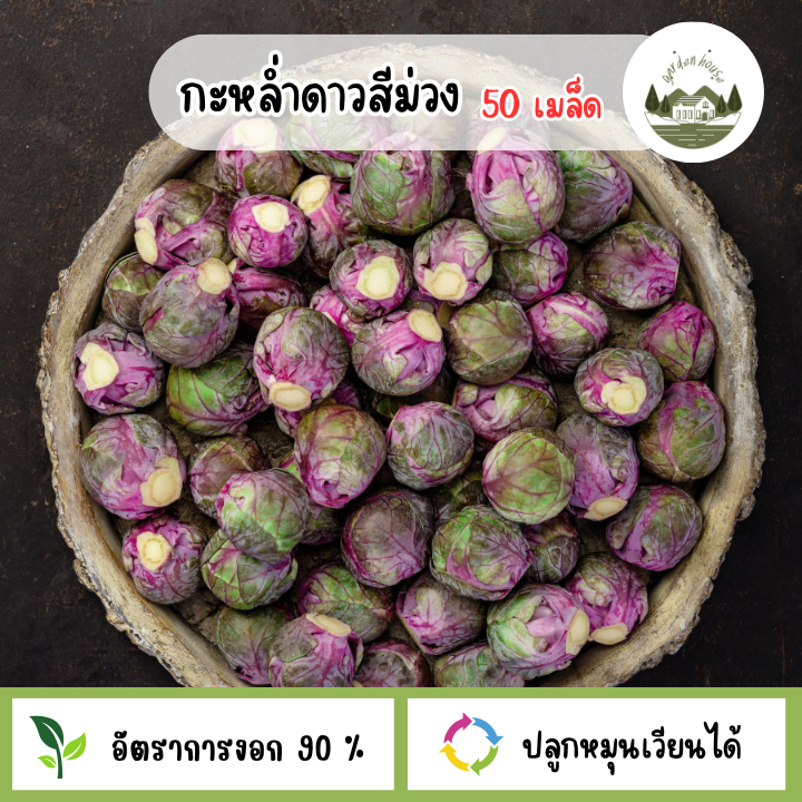 เมล็ดพันธุ์กะหล่ำดาวสีม่วง 50 เมล็ด