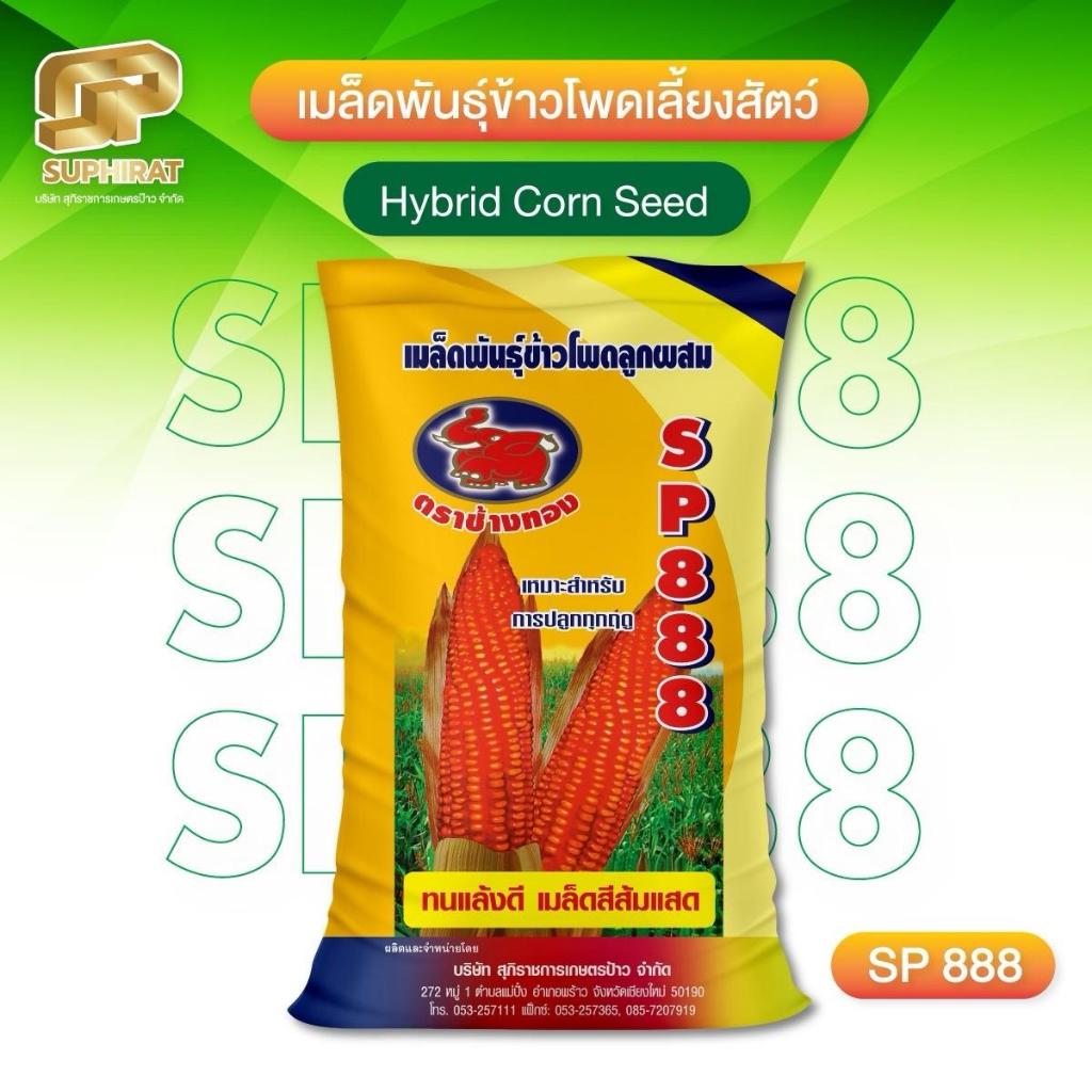เมล็ดข้าวโพดเลี้ยงสัตว์ SP888 ตราช้างทอง