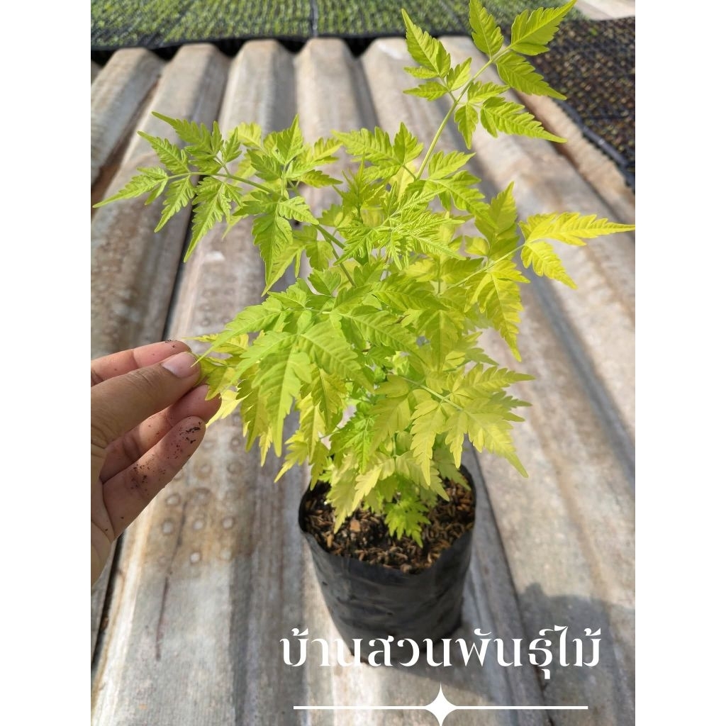 ต้นเกษมณีสีทอง ต้นเพาะเมล็ด สูง 30 ซม. จัดชุด 2 ต้น