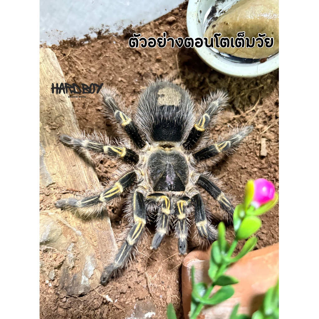 รูปภาพ 2