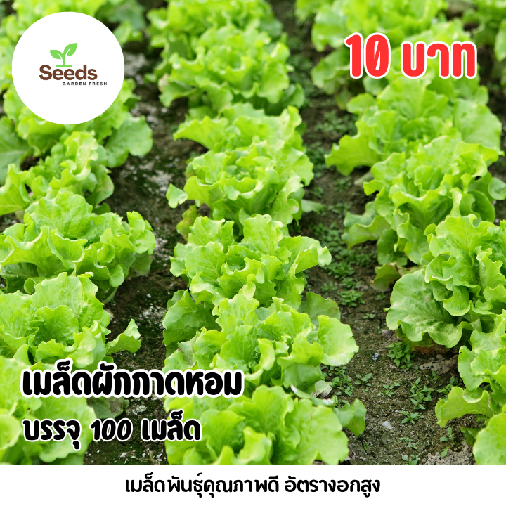 เมล็ดผักกาดหอมสลัด บรรจุ 100 เมล็ด