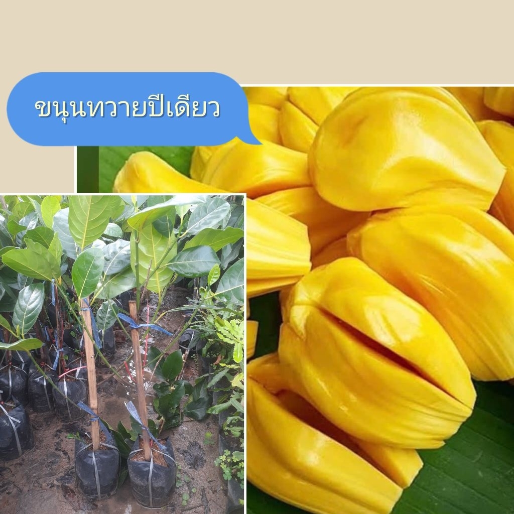 ต้นขนุนทวายปีเดียว ต้นสูง40-60ซม.