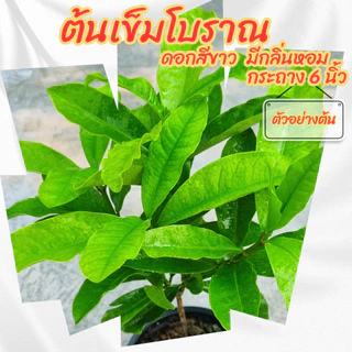 ต้นเข็มโบราณดอกสีขาว กระถาง 6 นิ้ว(ส่งพร้อมกระถาง)