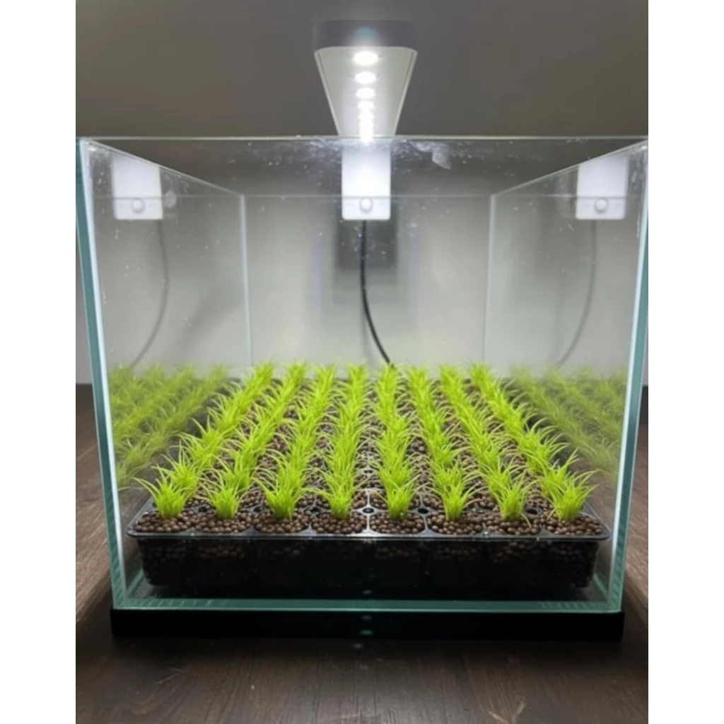Hairgrass Twist ไม้ปูพื้น ประดับตู้ปลา thumbnail 7