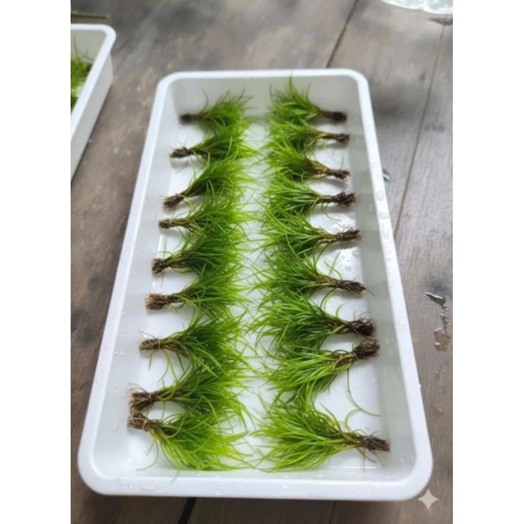 Hairgrass Twist ไม้ปูพื้น ประดับตู้ปลา thumbnail 9