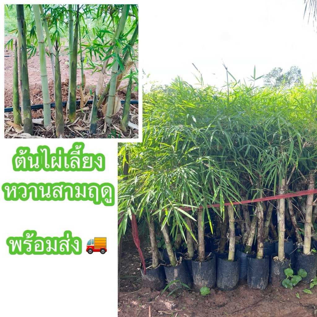 ต้นไผ่เลี้ยงหวานสามฤดู ขนาด40-50ซม. หน่อใหญ่ยาว มีรสหวาน กรอบ ทนแล้งได้ดี โตไว ออกหน่อตลอดทั้งปี