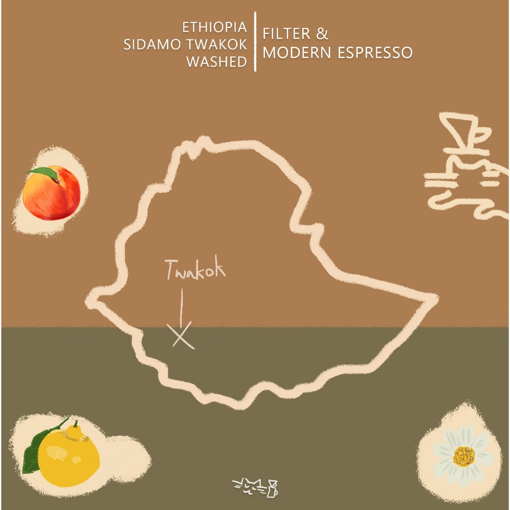เมล็ดกาแฟคั่วอ่อน Ethiopia Sidamo Hawassa Twakok Washed Light Roasted Filter & Modern Espresso - รูปที่ 2