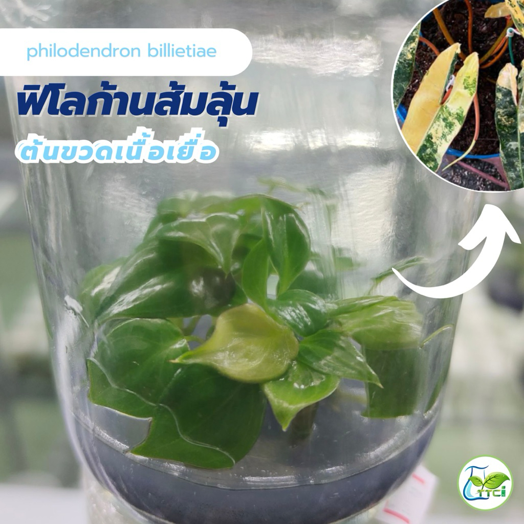 ฟิโลก้านส้ม ลุ้นด่าง ไม้เนื้อเยื่อ สับขยายต่อได้ (งานเเพ็คถุง 5 ต้น)
