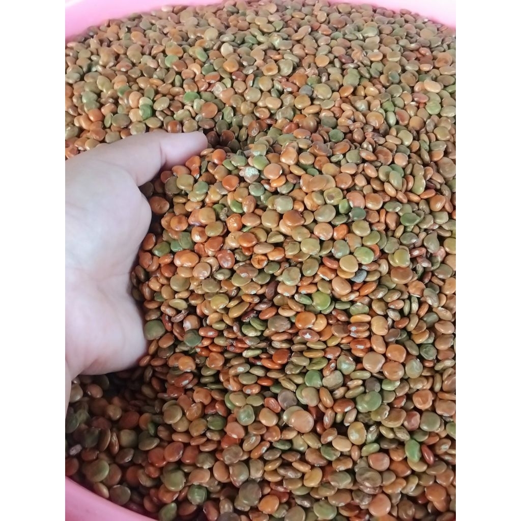 🥔เมล็ดมันแกว มันเภา เม็ดใหม่ ปี 2568 👉ครึ่งกิโล 250 บาท