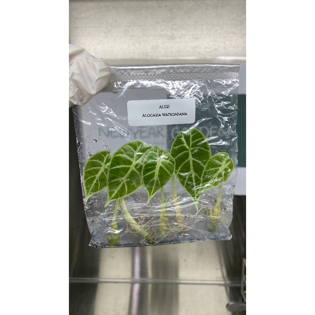 ไม้เนื้อเยื่อ: อะโลคาเซียหลังเต่า (อโลคาเซียวอทโซเนียน่า): Alocasia Watsoniana Tissue Culture (5 plants/bag)